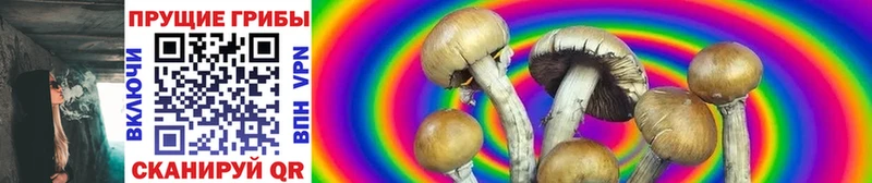 сколько стоит  Елизово  Псилоцибиновые грибы MAGIC MUSHROOMS 